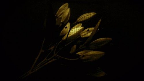 lily1