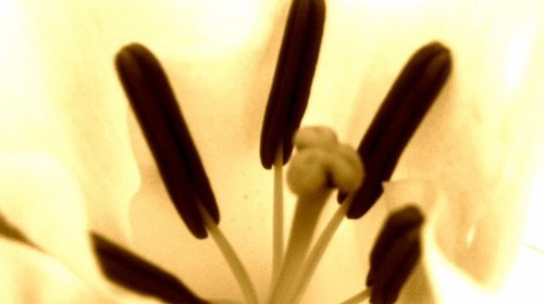 lily4