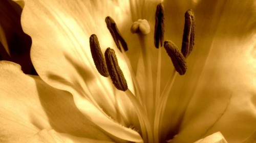 lily5